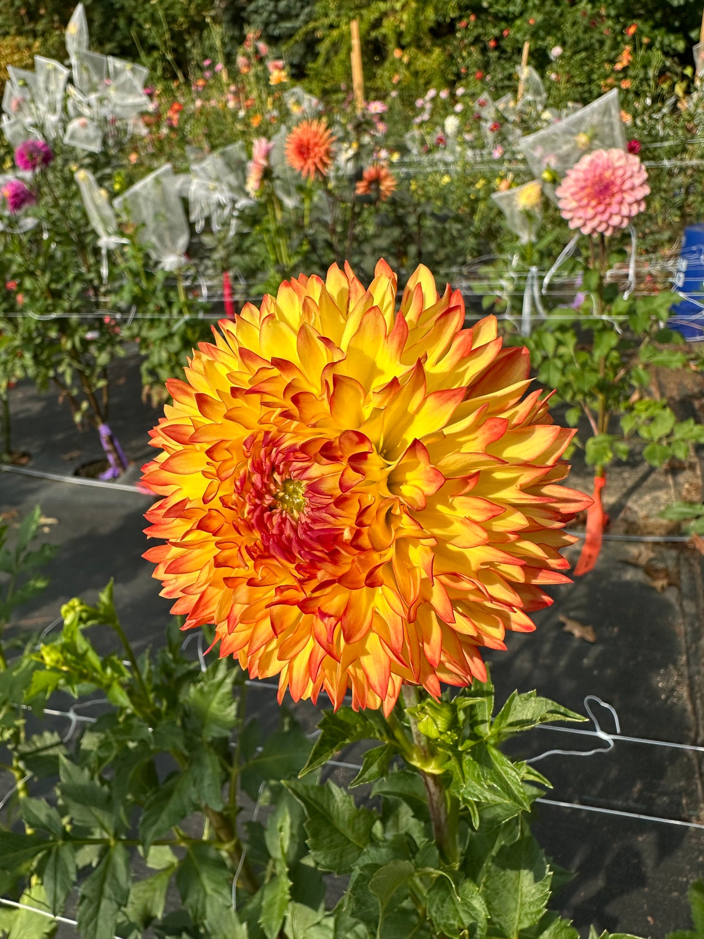 Bloomquist Georgia C Dahlia Tuber
