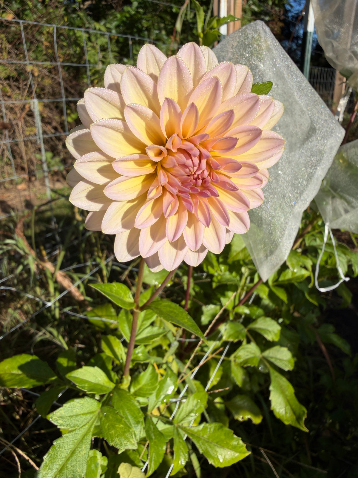 DL The Special Dahlia Tuber