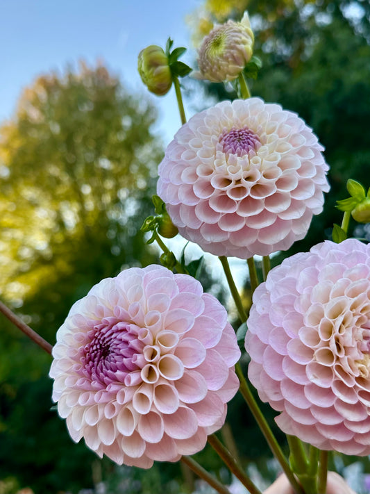 20th Ave Memory Dahlia Tuber