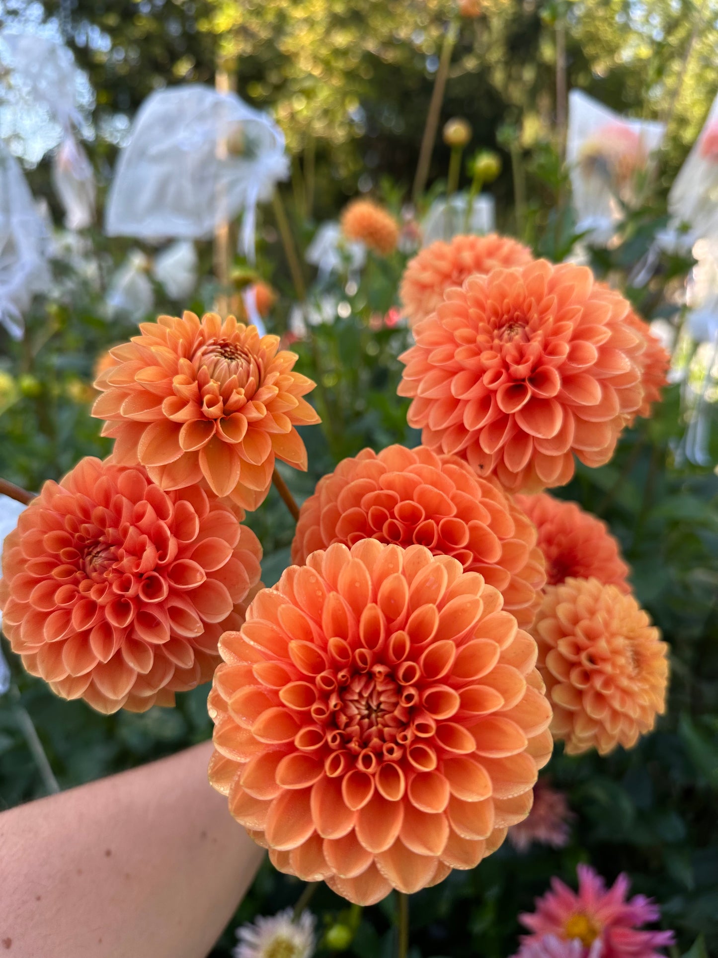 Jowey Nicky Dahlia Tuber