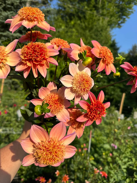 Totally Tangerine Dahlia Tuber