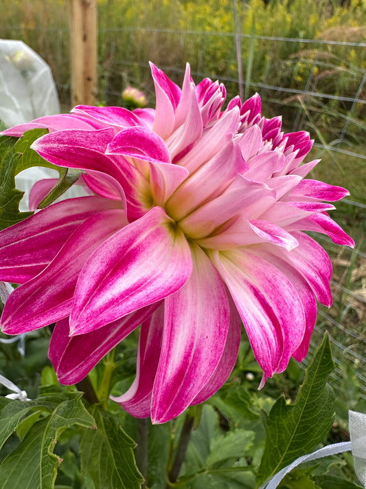 Pink Petticoat Dahlia Tuber