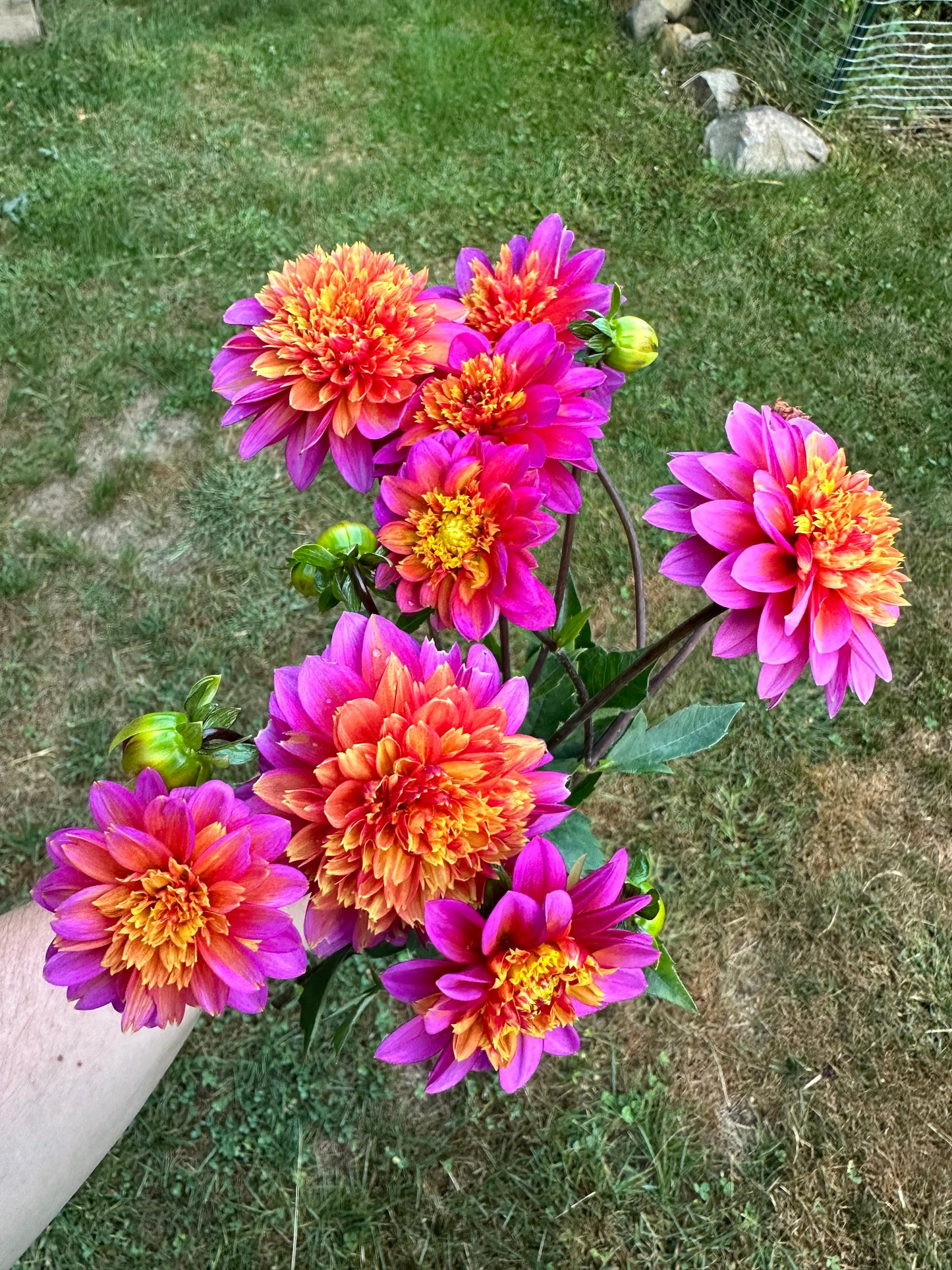 Wannabee Dahlia Tuber