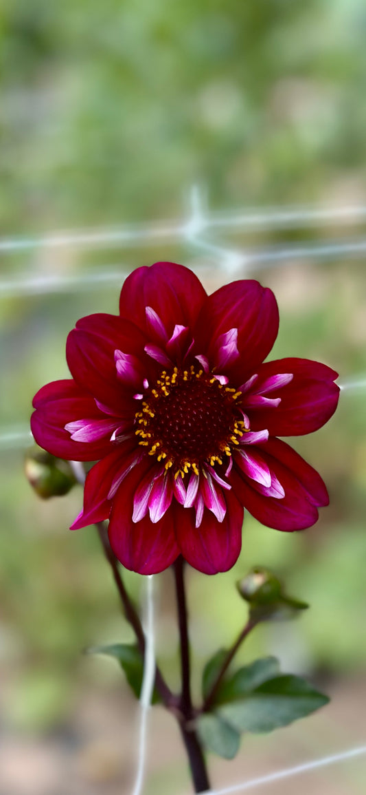 Hootenanny Dahlia Tuber