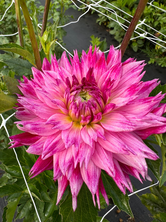 Enchantress Dahlia Tuber