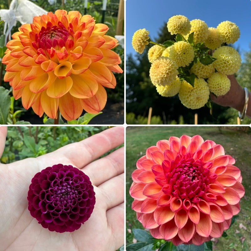 1 “The Fellas” Dahlia Tuber Runt Bundle