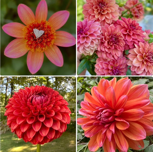 1 “Olive’s Summer Sweets” Dahlia Tuber Runt Bundle