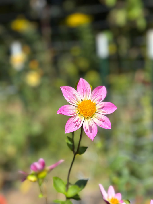 Alpen Diamond Dahlia Tuber