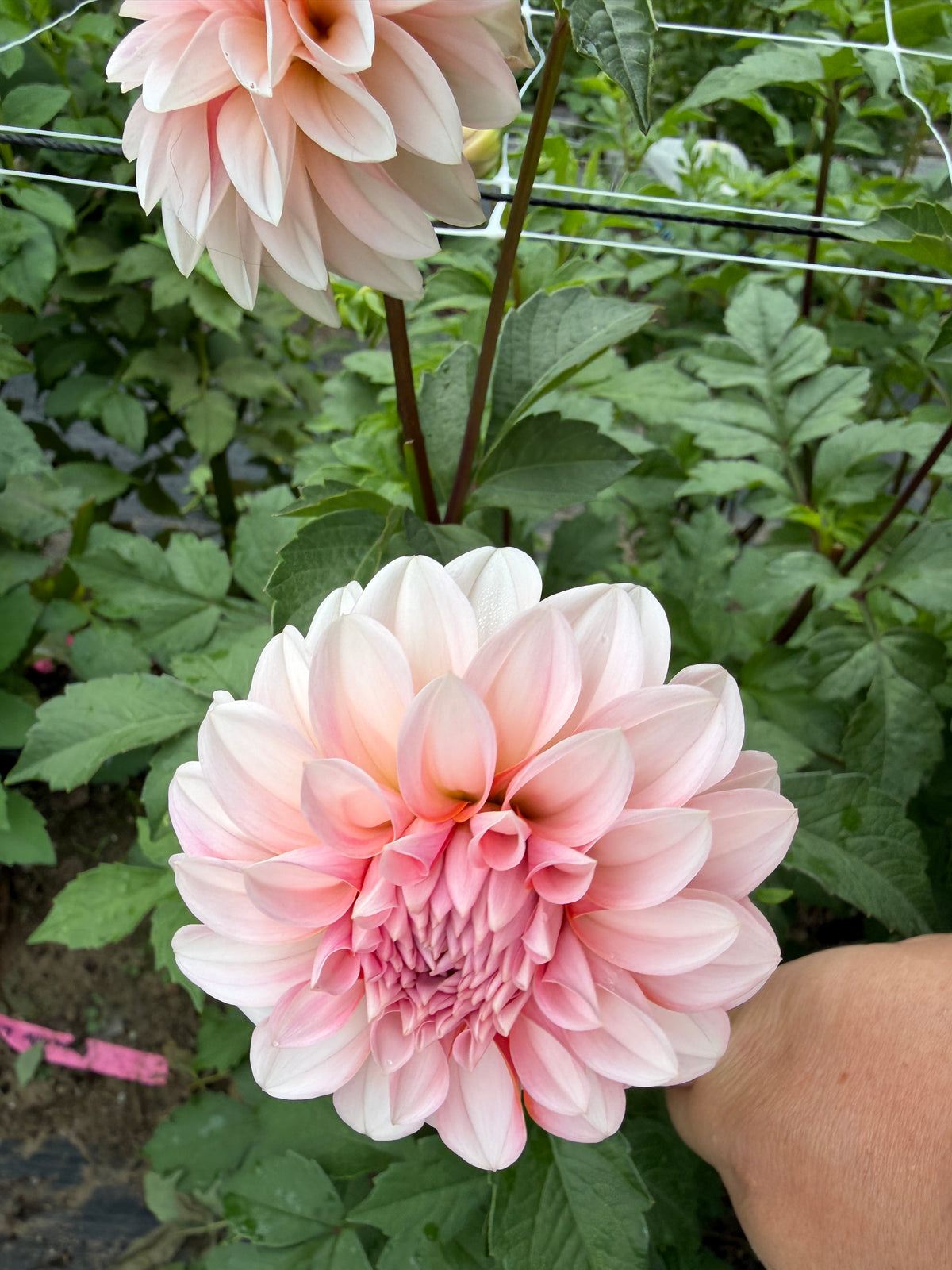 RM Baby Girl Dahlia Tuber