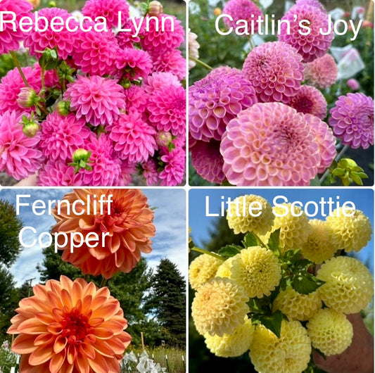 1 “Groovy” Runts/Uglies Dahlia Tuber Bundle