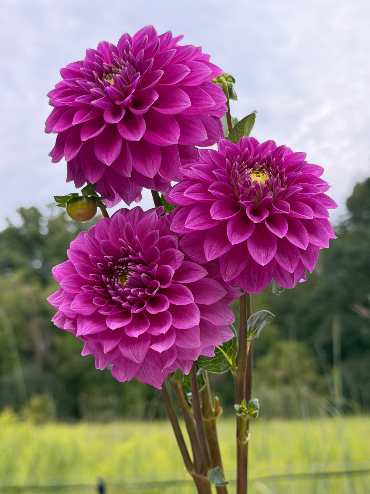 Bloomquist Ruby Dahlia Tuber