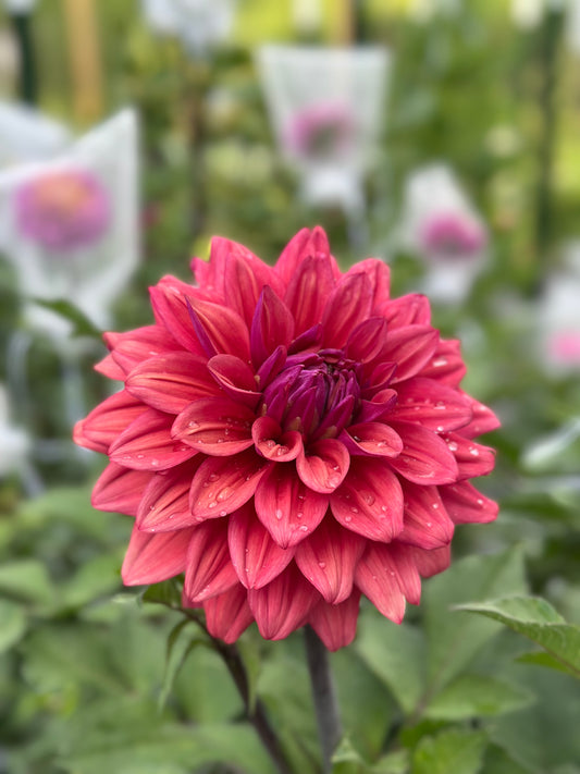 American Dawn Dahlia Tuber