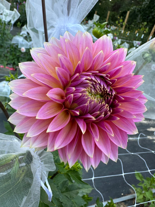 Skipley Spot Of Gold Dahlia Tuber