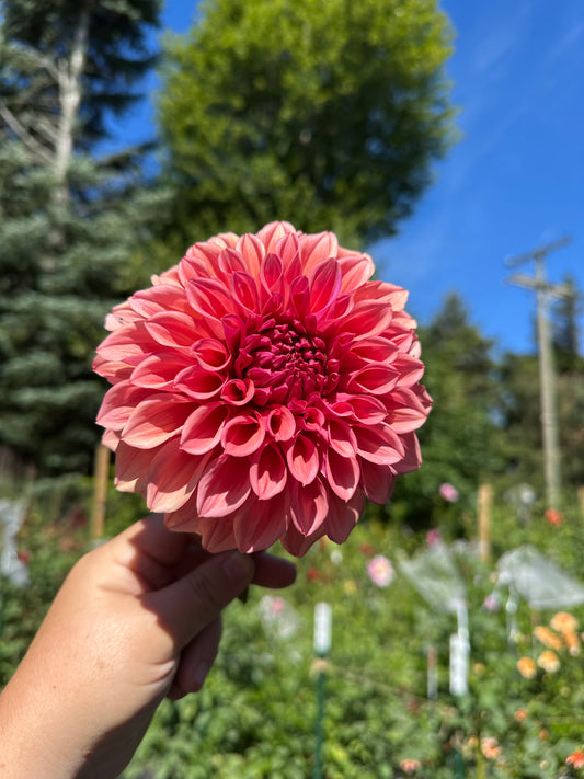 Orange Globe Dahlia Tuber