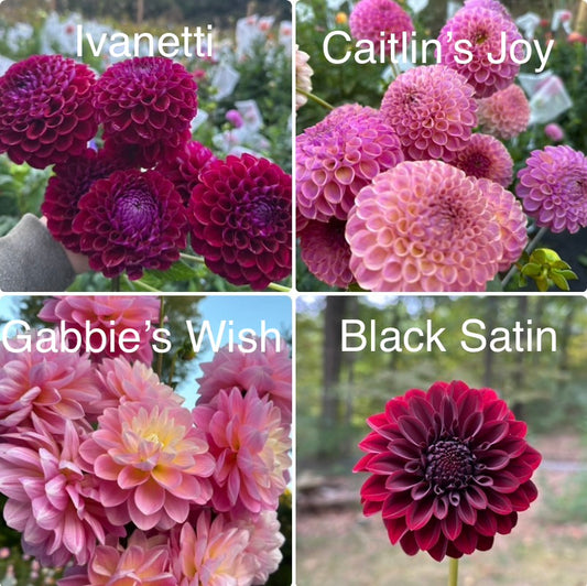 A “Love at First Sight” Ugly/Runt Dahlia Tuber Bundle