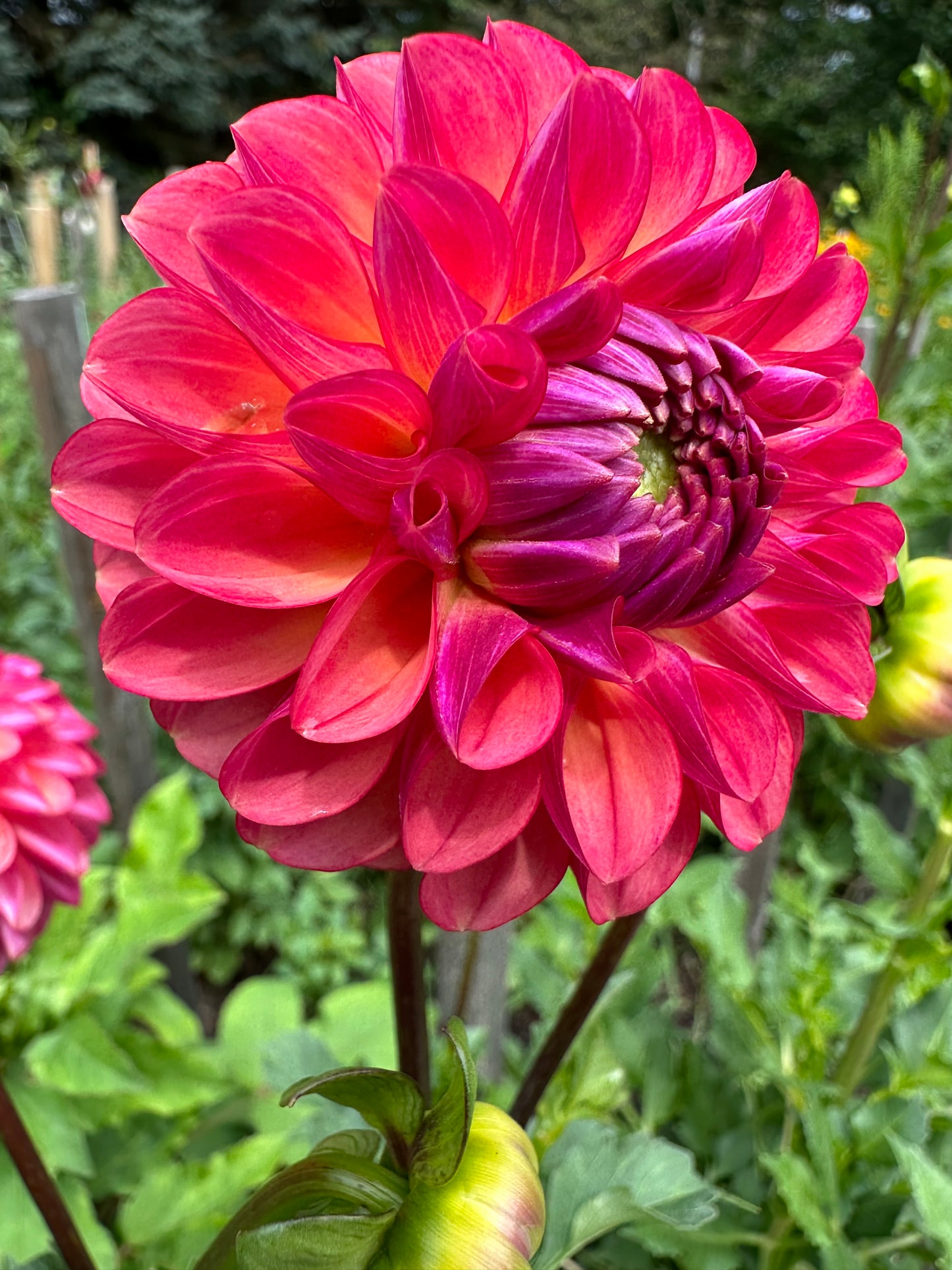 Doodlebug Dahlia Tuber