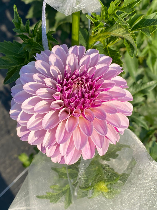 Salish Twilight Girl Dahlia Tuber