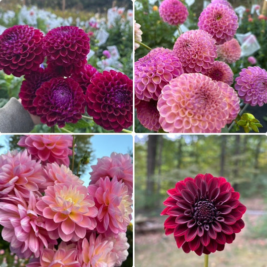 A “Love at First Sight” Ugly/Runt Dahlia Tuber Bundle