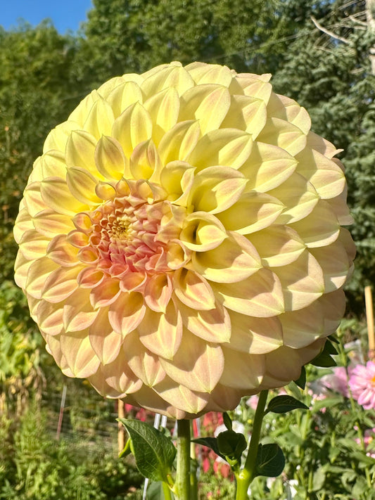 Coorabell Astrid Dahlia Tuber (Spring 2026, Limit 1)