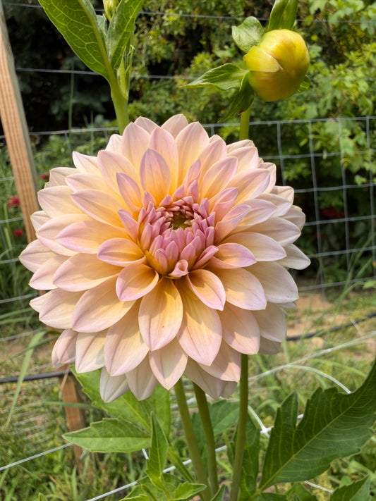 DL The Special Dahlia Tuber