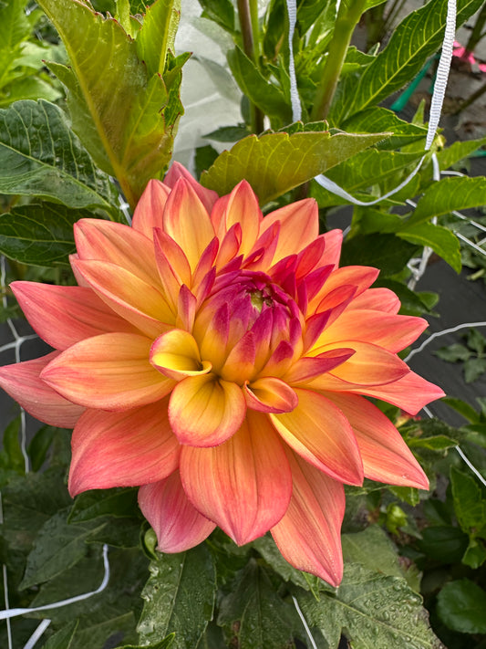 Melody Dora Dahlia Tuber