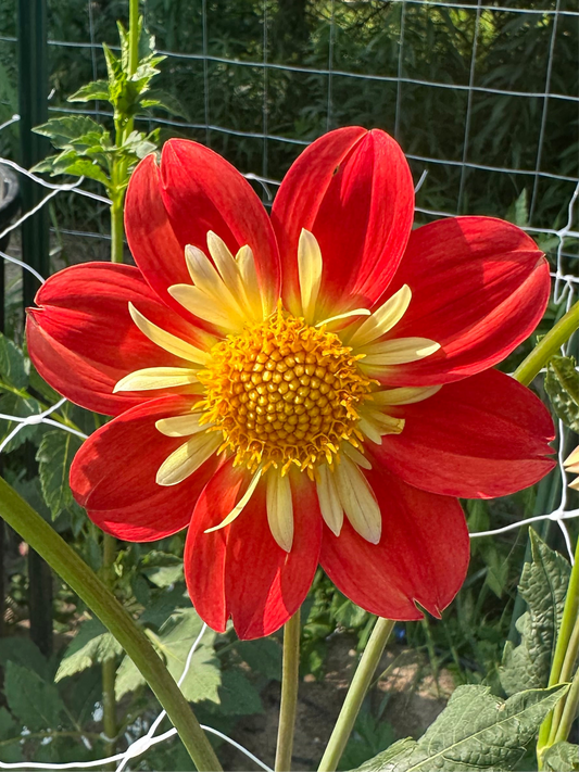 Destiny’s John Michael Dahlia Tuber