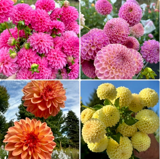 1 “Groovy” Runts/Uglies Dahlia Tuber Bundle