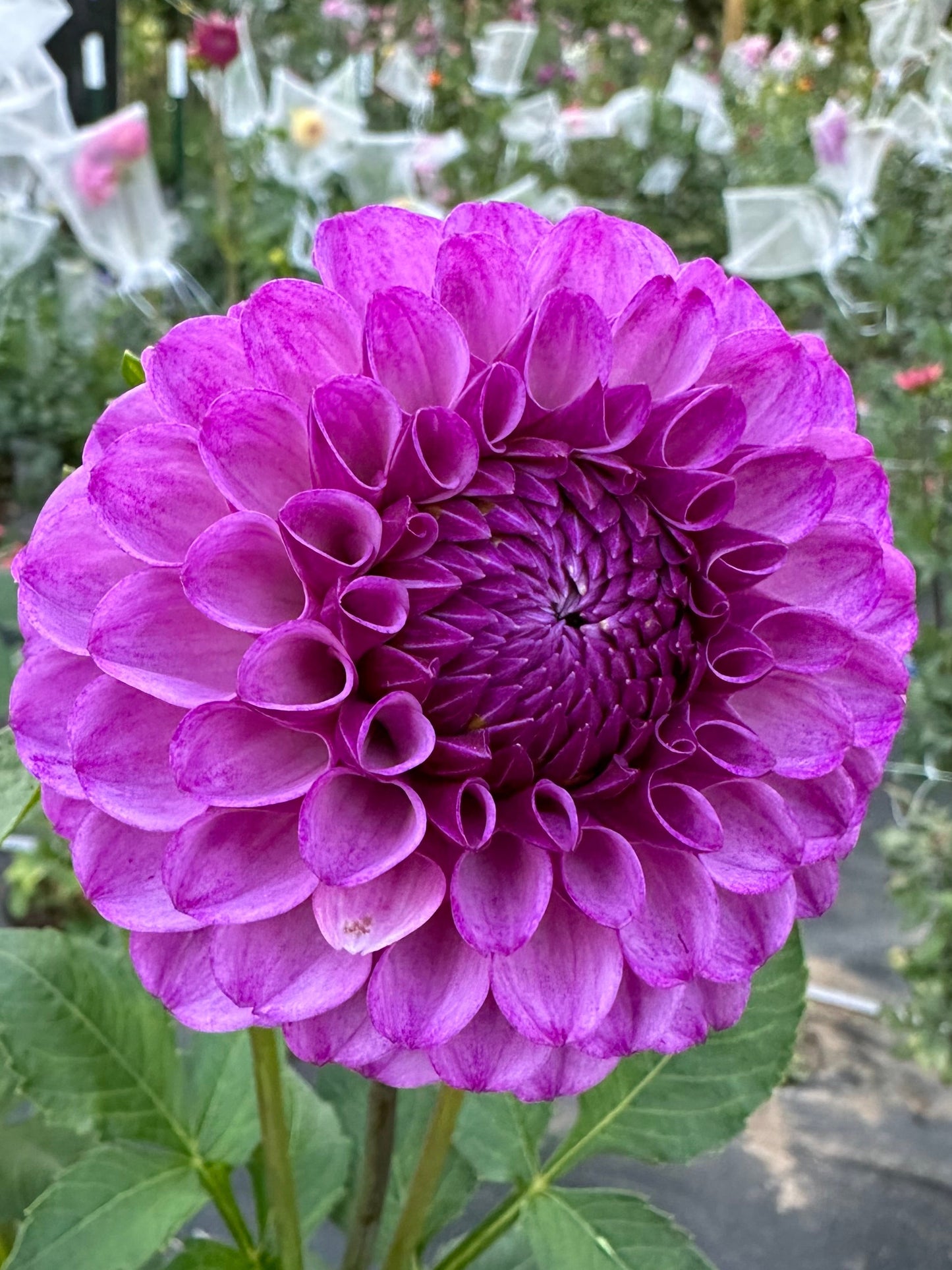 RobAnn Royal Dahlia Tuber