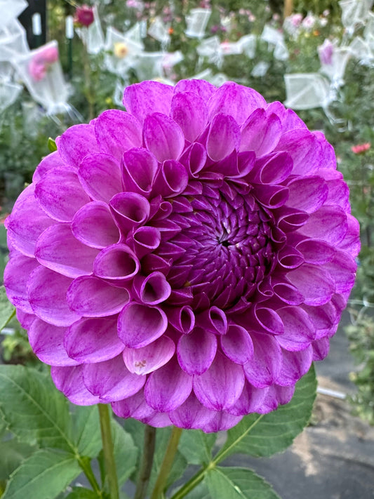 RobAnn Royal Dahlia Tuber
