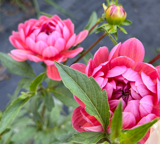 Hollyhill Daydream Dahlia Tuber