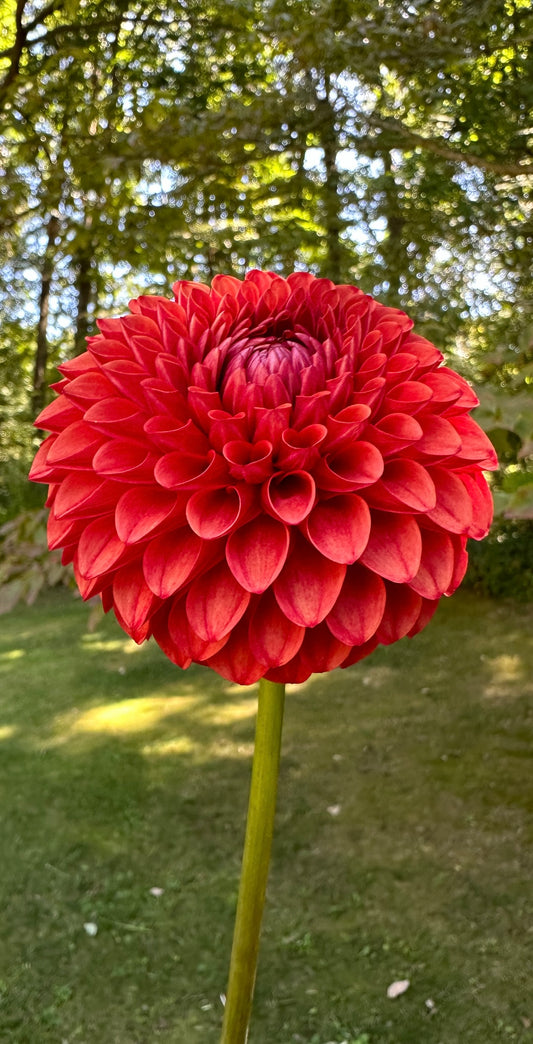 Brown Sugar Dahlia Tuber