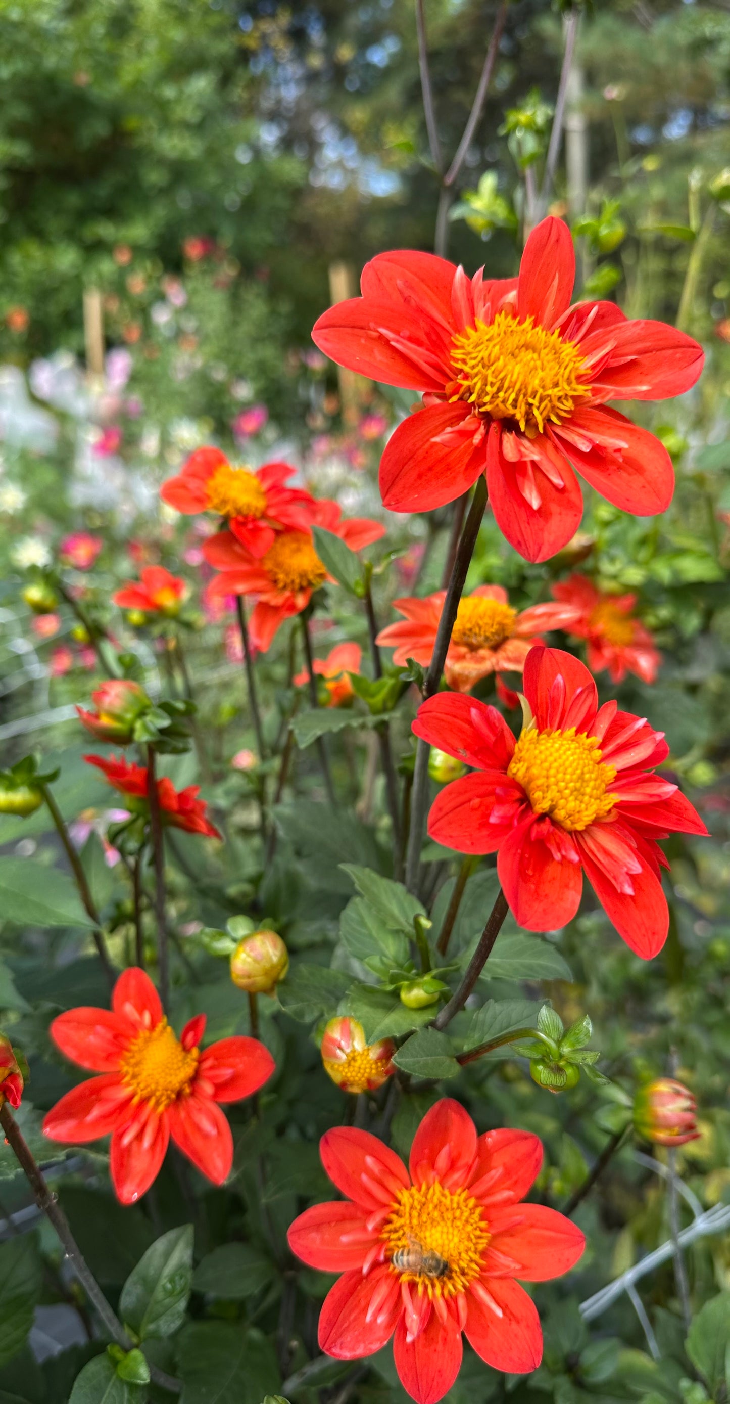 OJ Hawkins Dahlia Tuber