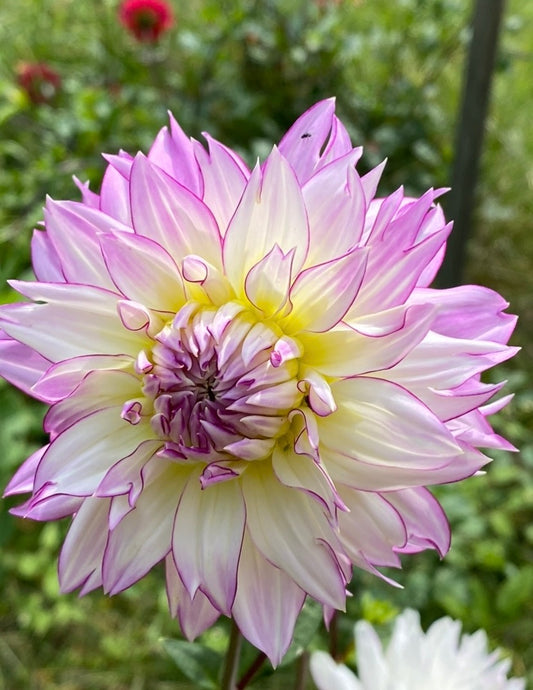 Crazy Love Dahlia Tuber