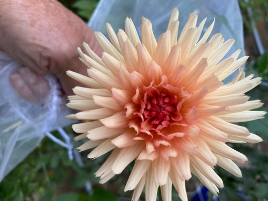 Peach Fuzz Dahlia Tuber