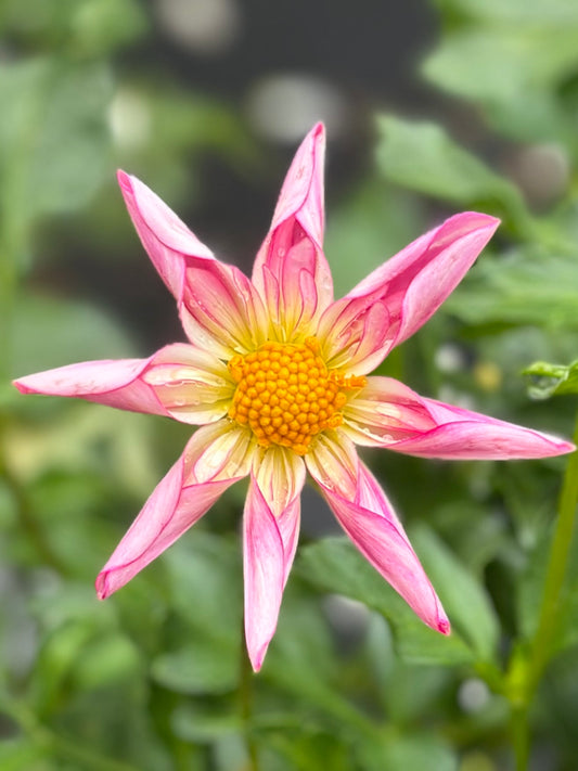 Fancy Pants Dahlia Tuber