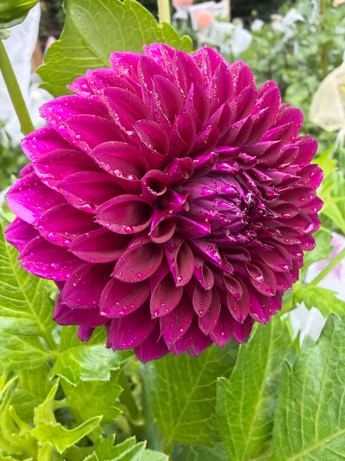 Kenora Amethyst Dahlia Tuber