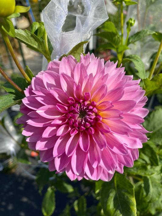 Budapest Blush Dahlia Tuber