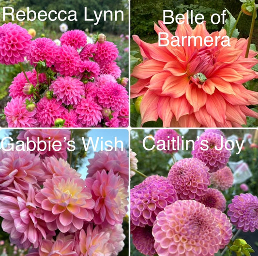1 “Just the Gals” Dahlia Tuber Runt Bundle
