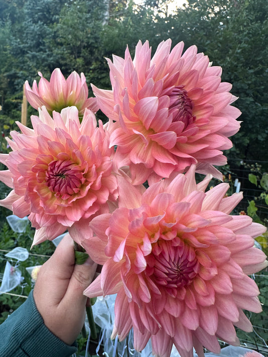 Bristol Karma Dahlia Tuber
