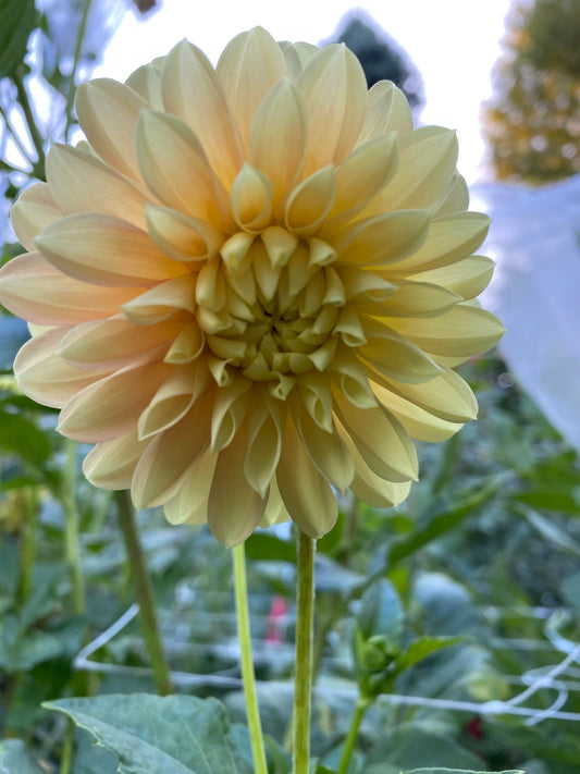 Seabeck's Shirley Dahlia Tuber