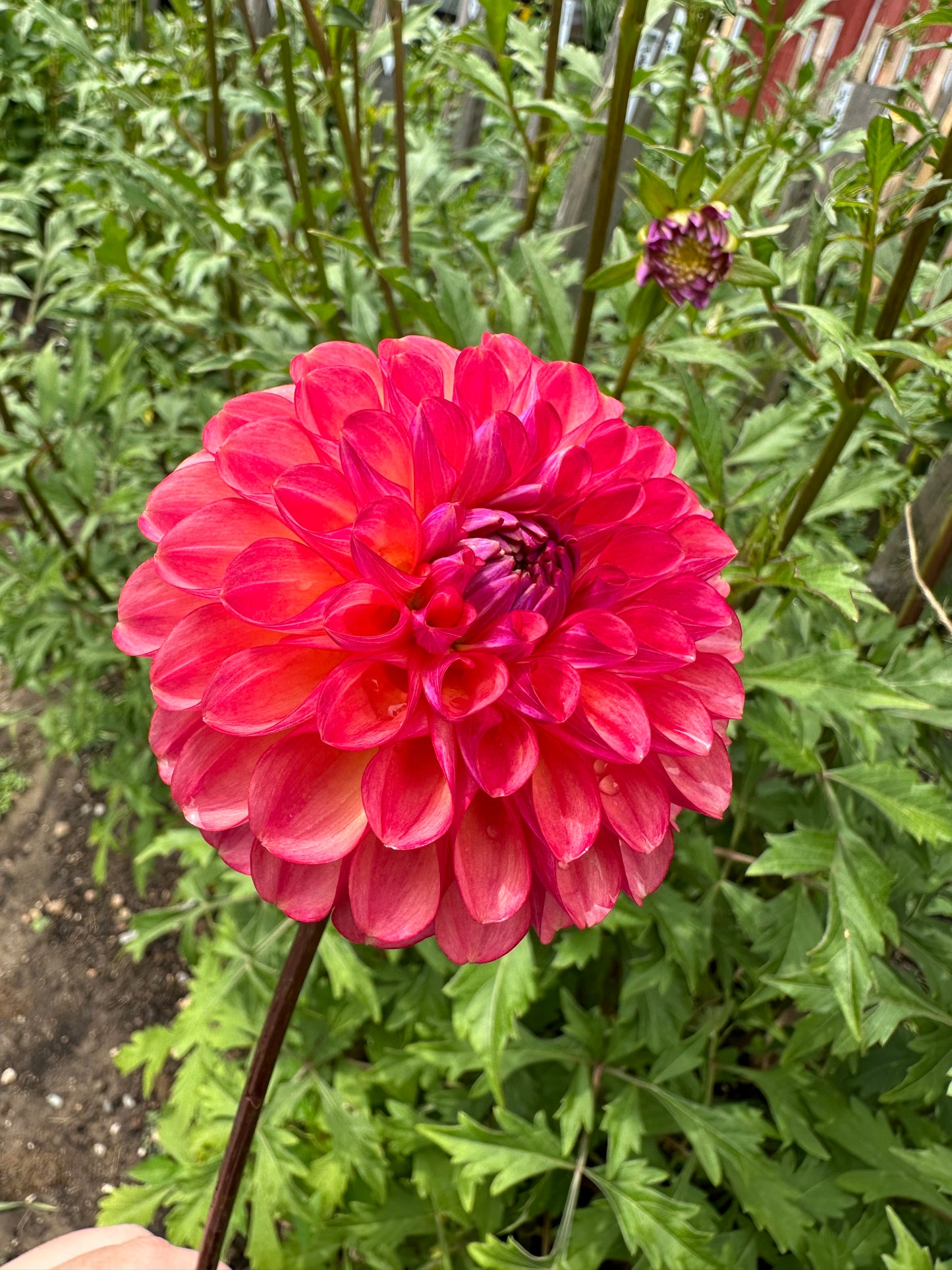 Doodlebug Dahlia Tuber