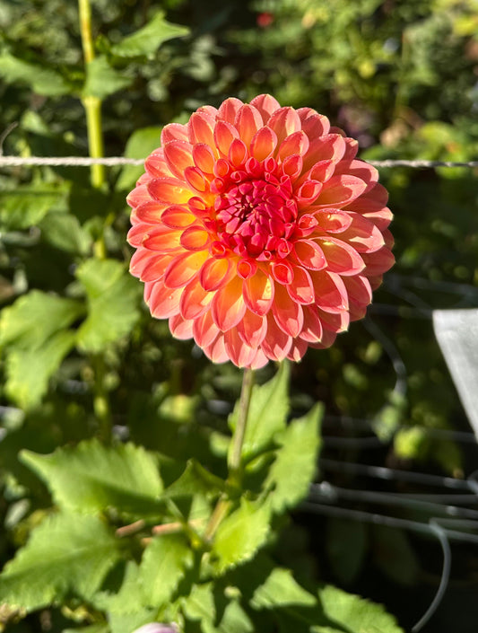 Hillcrest Suffusion Dahlia Tuber