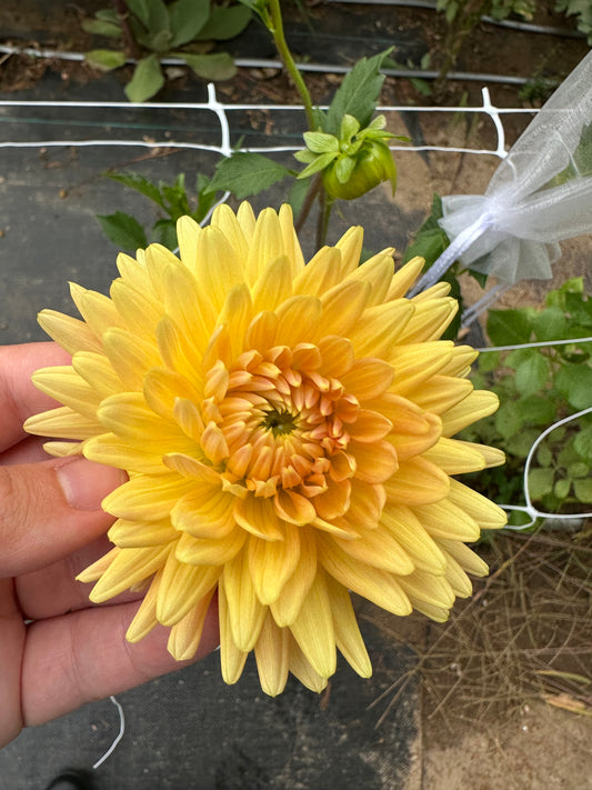 Hollyhill Jitterbug Dahlia Tuber