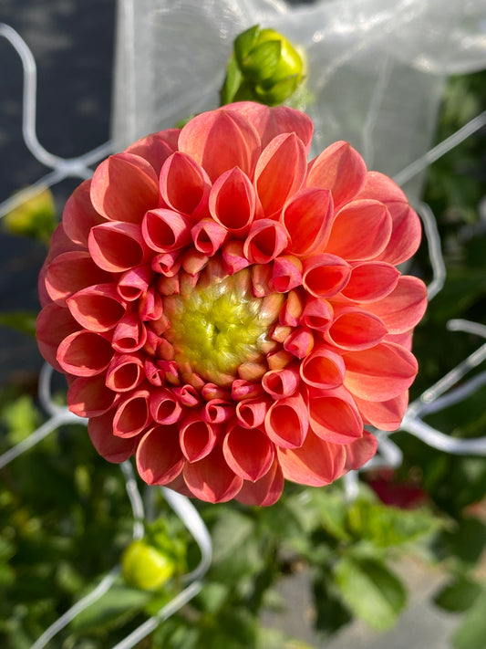 RM Watermelon Dahlia Tuber (Spring 2026, Limit One)