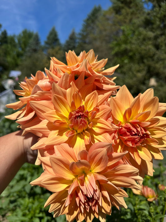 Honeymoon Dahlia Tuber