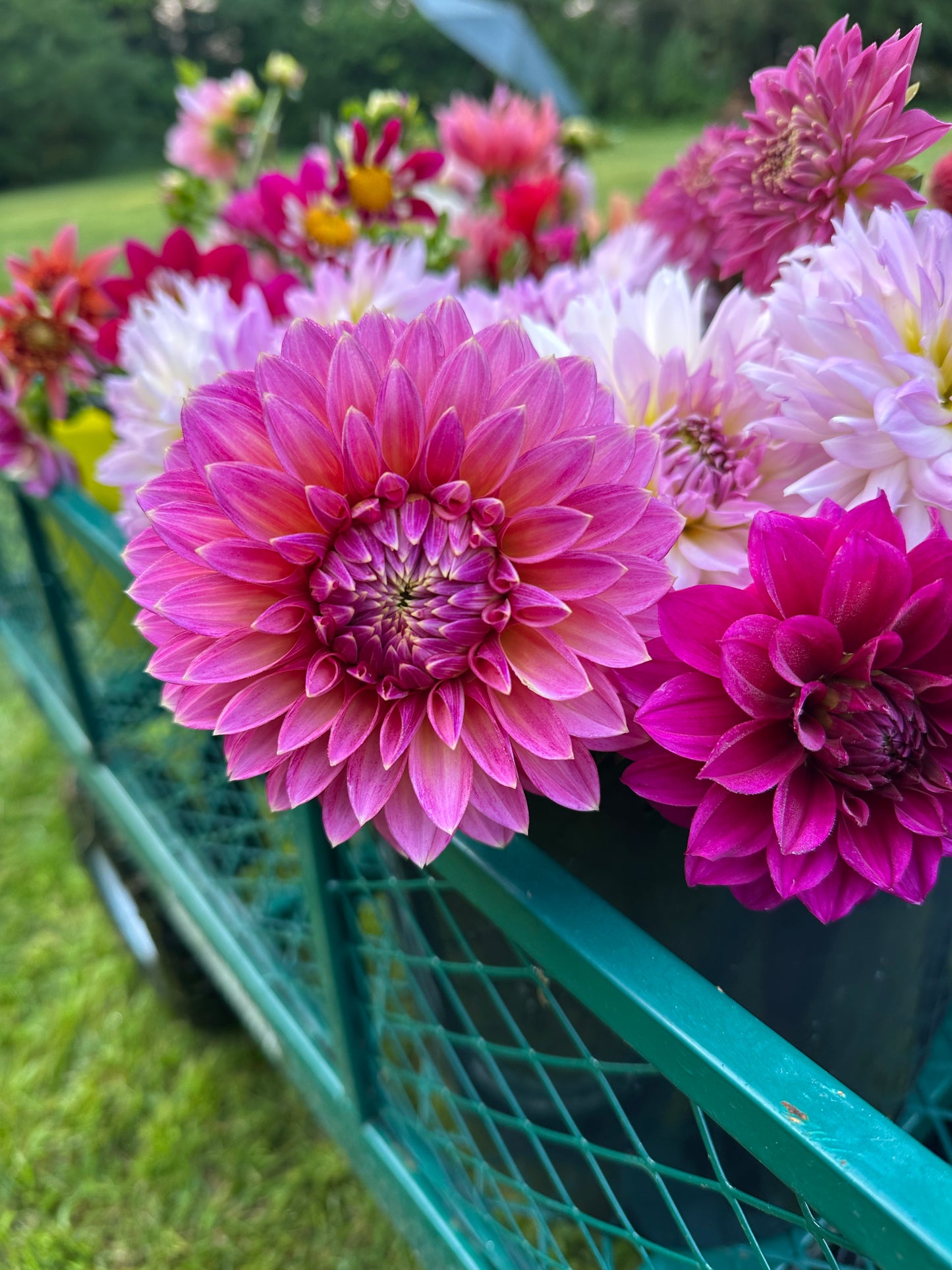 Bloomquist Mojo Dahlia Tuber