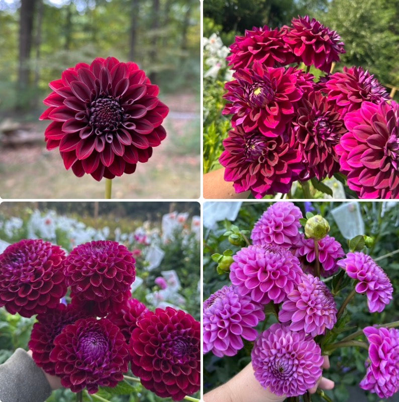 1 “Moody Teenager” Ugly Dahlia Tuber Bundle
