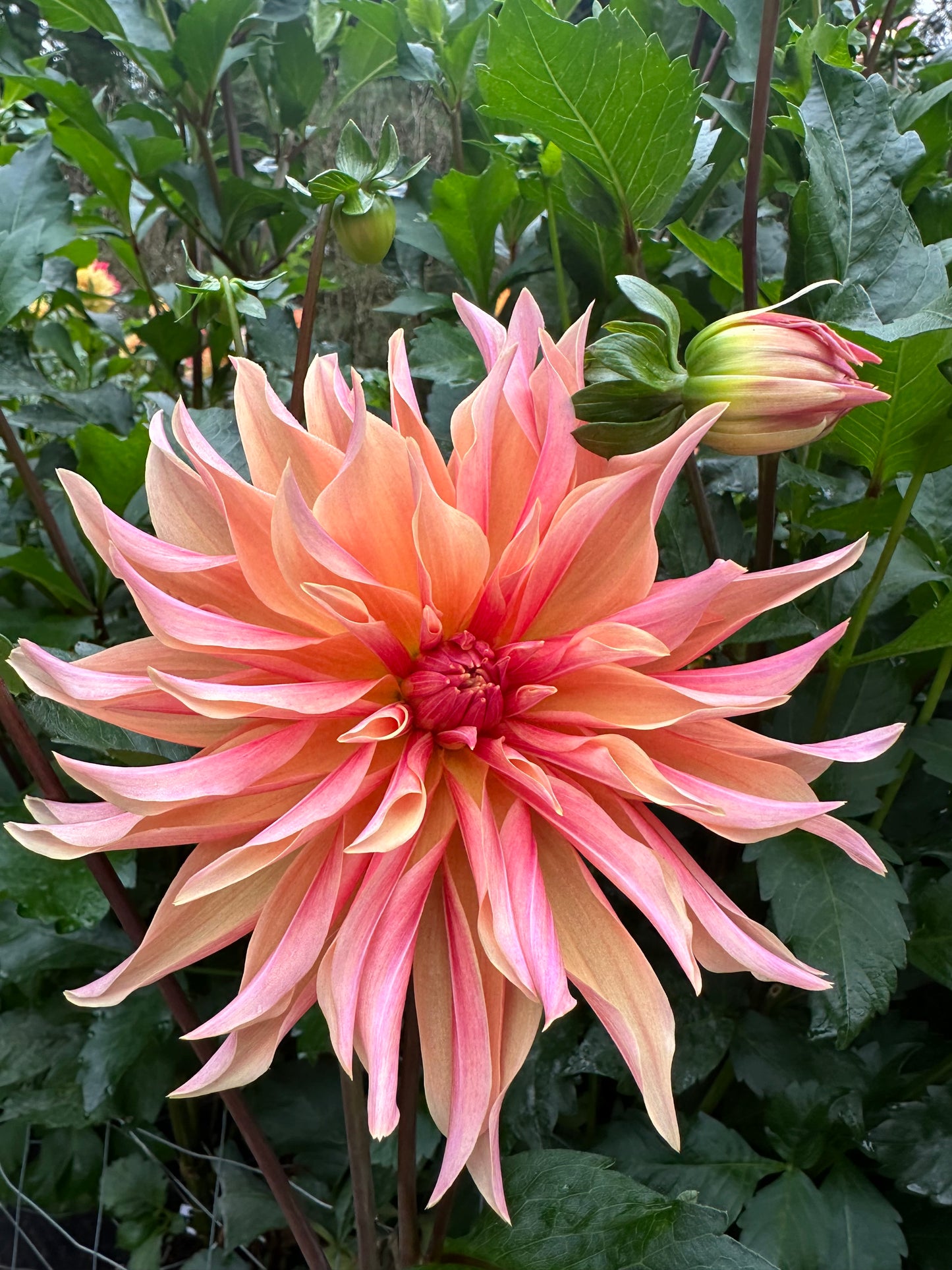 Labyrinth Dahlia Tuber