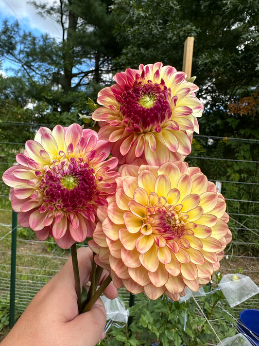 Alpen Sundown Dahlia Tuber