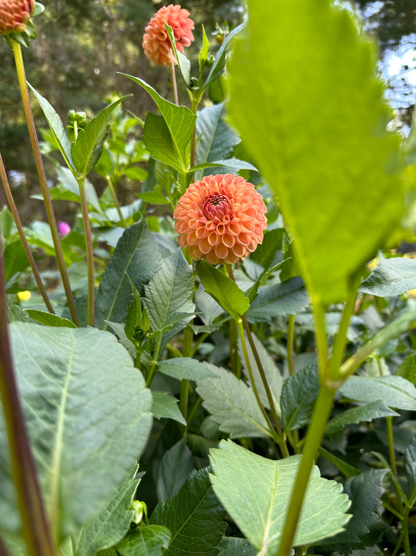 Cornel Bronze Dahlia Tuber